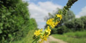 Überwindung des Agrimony-Zustands