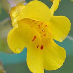 Mimulus Bachblüten Nr. 20 hilft bei Furcht, Angst in bestimmten Situationen.