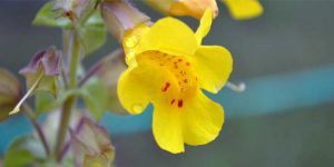 Die Gelbe Gauklerblume stammt ursprünglich aus dem westlichen Nordamerika.