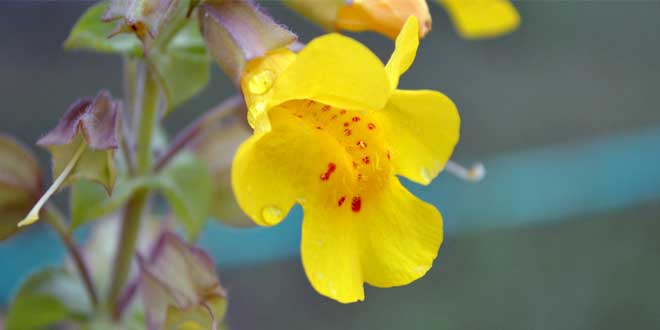 Die Gelbe Gauklerblume stammt ursprünglich aus dem westlichen Nordamerika.