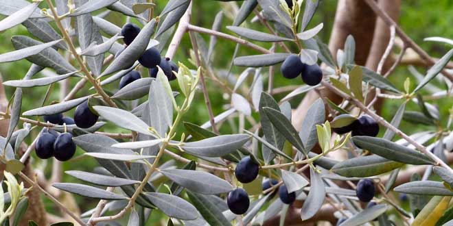 In Spanien werden etwa 200 Olivensorten kultiviert.