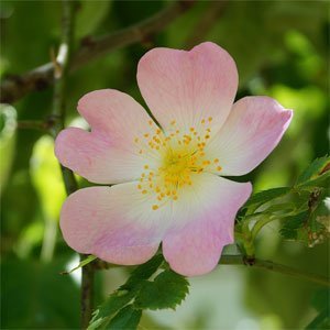 Rosa canina oder Wild Rose ist sehr formenreich, weshalb in der Vergangenheit einige hundert Arten dieser Sippe beschrieben wurden.