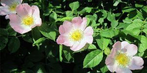 Sie ist die mit Abstand häufigste wild wachsende Art der Gattung Rosen (Rosa canina) in Mitteleuropa.