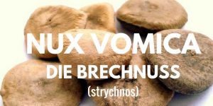 Der getrocknete Samen der Nux-vomica (Brechnuss) ist die wesentliche Arzneidroge.