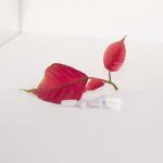 So behandeln sie Ihre Blasenschwäche mit homöopathischen Mitteln.