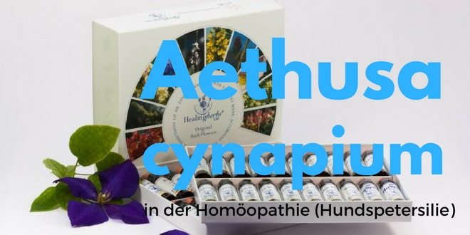 Aethusa cynapium D6 in der Homöopathie (Hundspetersilie)