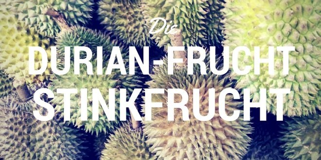 Die Durian Frucht oder Zibetfrucht, Stinkfrucht genannt