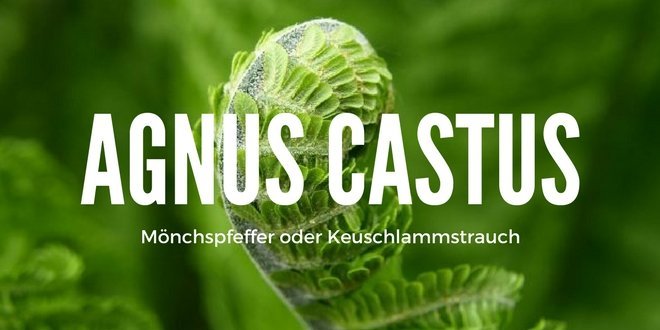 Agnus castus (Labiatae) - Mönchspfeffer oder Keuschlammstrauch