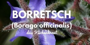 Borretsch (Borago officinalis) ist ein Küchenkraut